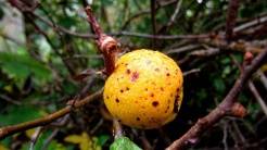 PRZYRODA wokół naszego gospodarstwa