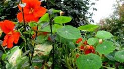 PRZYRODA wokół naszego gospodarstwa