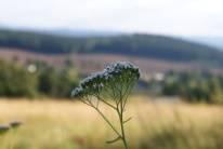 PRZYRODA wokół naszego gospodarstwa