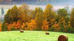 PRZYRODA wokół naszego gospodarstwa