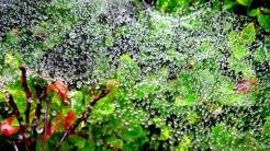 PRZYRODA wokół naszego gospodarstwa