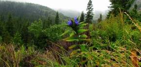 PRZYRODA wokół naszego gospodarstwa