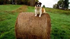 PRZYRODA wokół naszego gospodarstwa