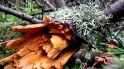 PRZYRODA wokół naszego gospodarstwa