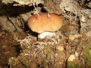 Zamek Chojnik